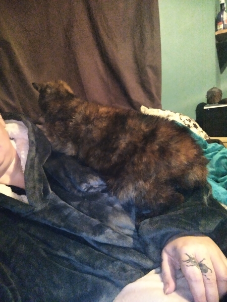 Ring Out, Wild Bells! As 2025 approaches, the Excellent Cats raise their game with a discussion on Tennyson's poetry