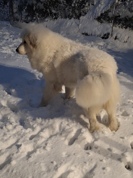 Adolescent Dog Survival Thread - Bark the Herald, furry angels sing!