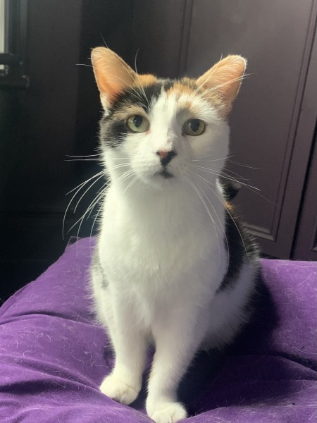 Anyone got a tortie?