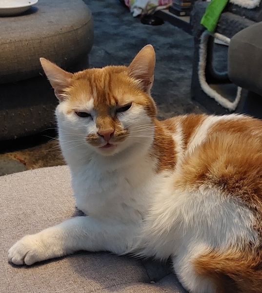 Thread 15 Starmer - Nolite te bastardes carborundorum