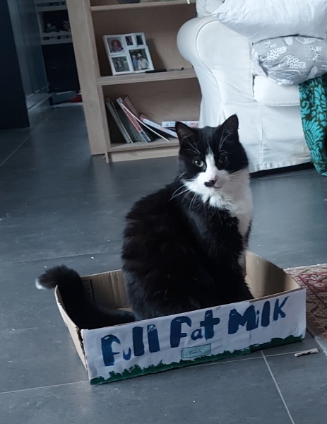Black and white cats. (pics please!)