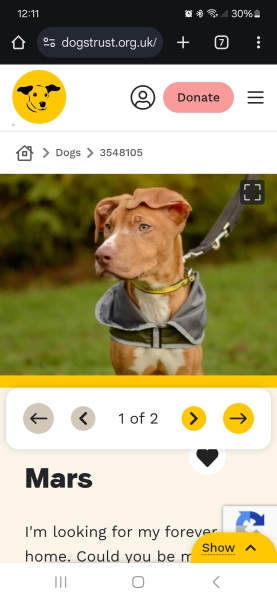 Staffordshire bull terrier breeder