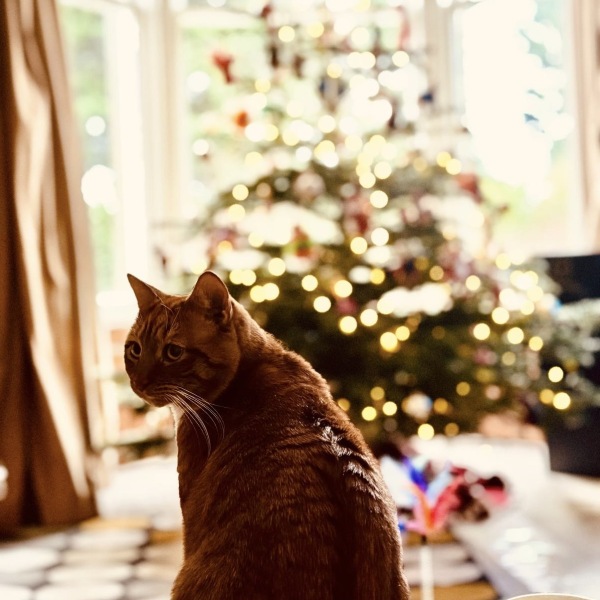 How to love a new cat - possible?
