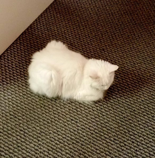 Ring Out, Wild Bells! As 2025 approaches, the Excellent Cats raise their game with a discussion on Tennyson's poetry