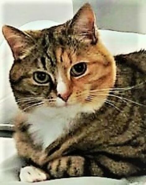 Ring Out, Wild Bells! As 2025 approaches, the Excellent Cats raise their game with a discussion on Tennyson's poetry