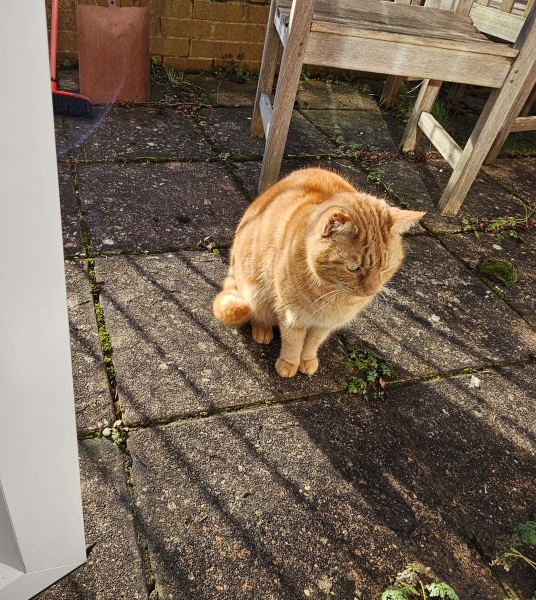 Ring Out, Wild Bells! As 2025 approaches, the Excellent Cats raise their game with a discussion on Tennyson's poetry