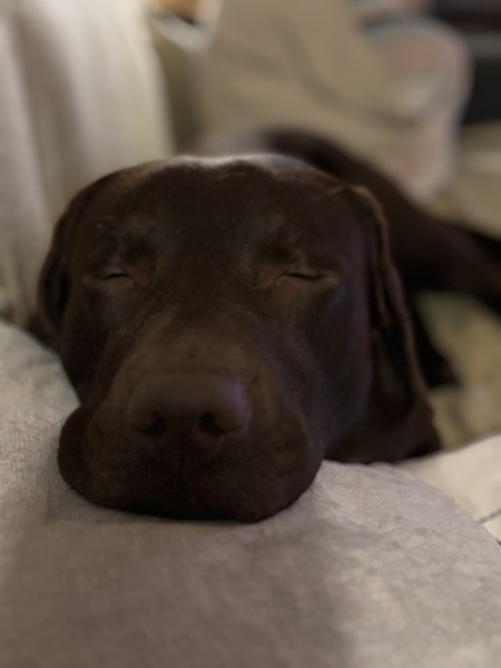 Hand hold please. Beloved Labrador hit by car and losing her leg