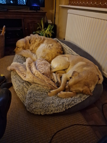Tuffies dog beds for Labrador - worth it?