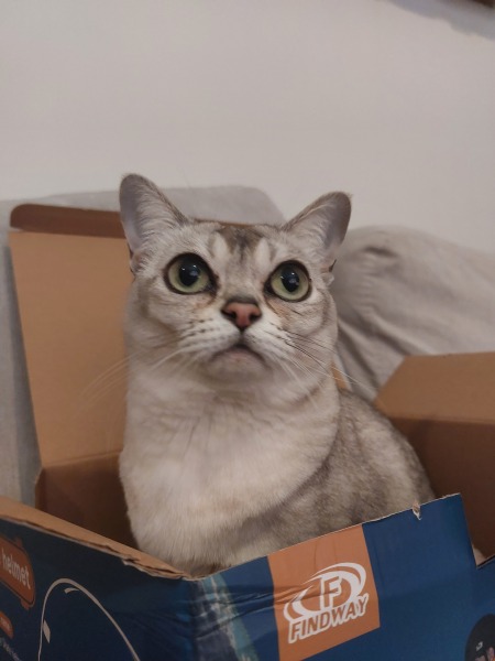 To ask me to show me your cat