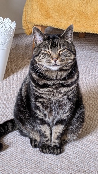 Ring Out, Wild Bells! As 2025 approaches, the Excellent Cats raise their game with a discussion on Tennyson's poetry