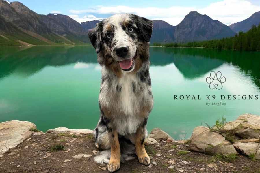 Adolescent Dog Survival Thread - Bark the Herald, furry angels sing!