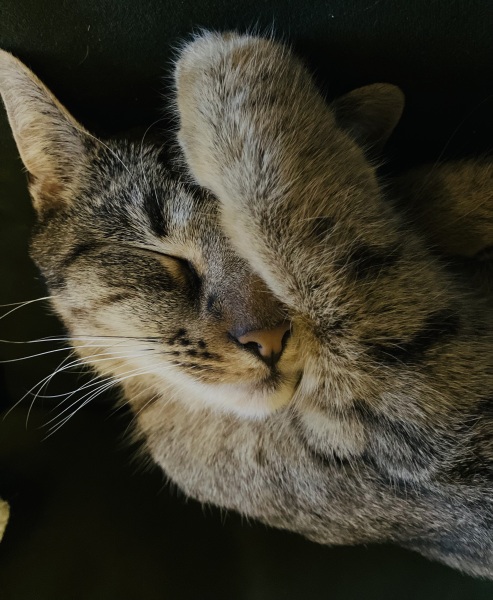 Thread 14 Starmer - The Starmeristas Strike Back