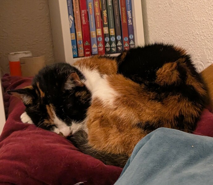 Anyone got a tortie?