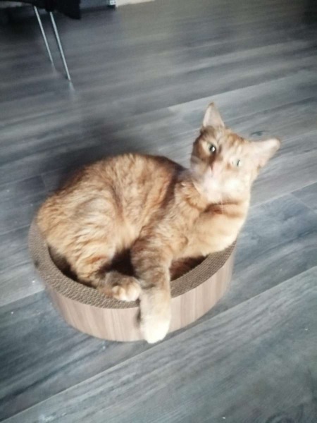 Adopting a 6 year old cat
