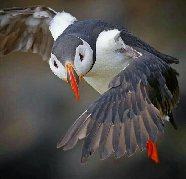 Ladies and Ladies: The Bluestocking is open: again