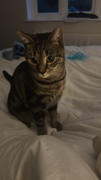 Anyone got a tortie?