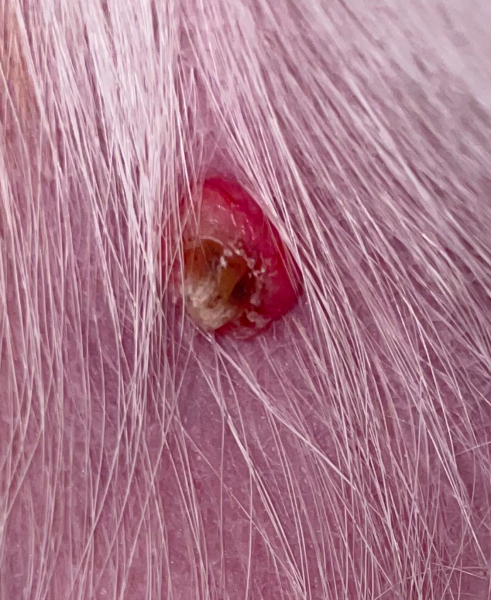 PICS ATTACHED: Just found this on my dog’s stomach