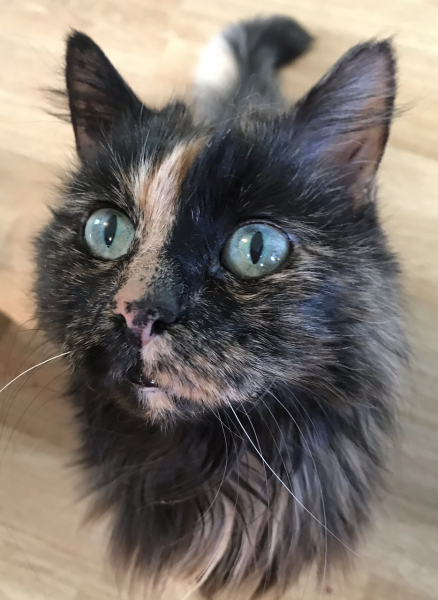 Anyone got a tortie?