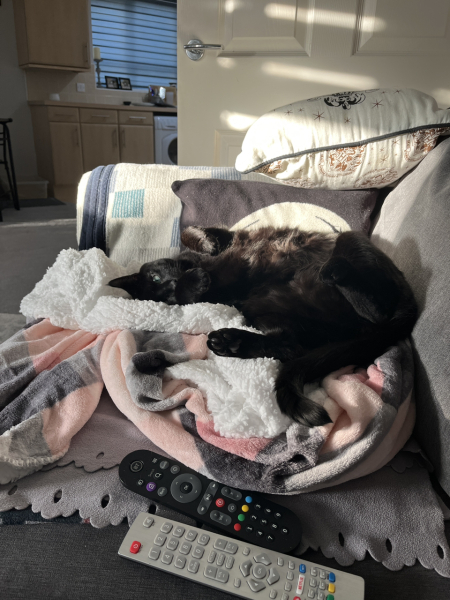 Ring Out, Wild Bells! As 2025 approaches, the Excellent Cats raise their game with a discussion on Tennyson's poetry