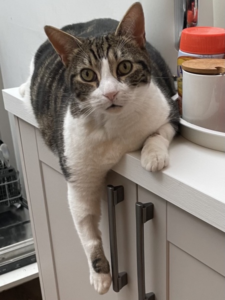 To ask me to show me your cat