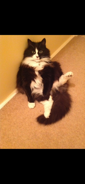 Any cat lovers know what breed of cat this might be or mix?
