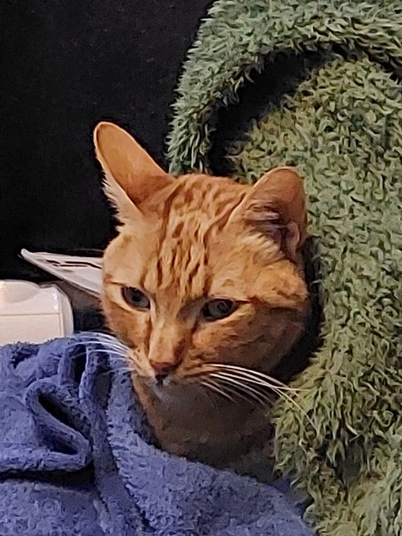 Thread 16 Starmer - Mad World