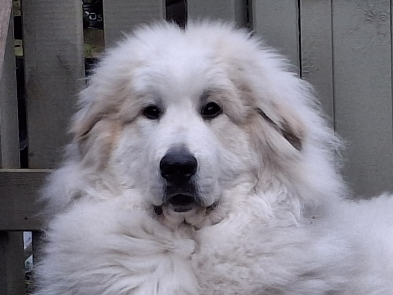 Adolescent Dog Survival Thread - get teenage licks right through the night!