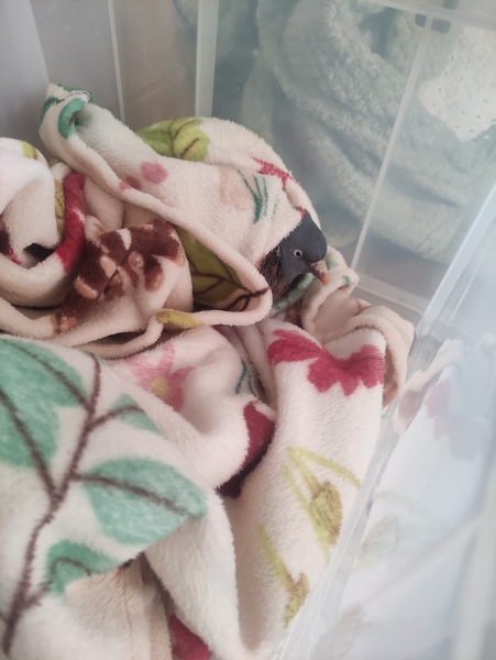 What to do with an injured pigeon?