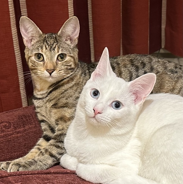 Rescue cats, show me yours!