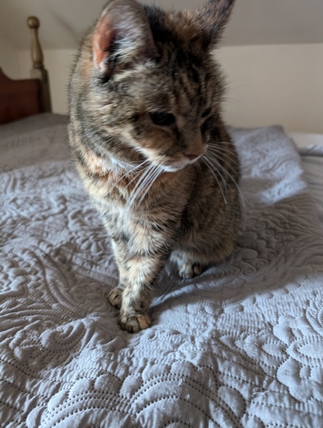 Ring Out, Wild Bells! As 2025 approaches, the Excellent Cats raise their game with a discussion on Tennyson's poetry