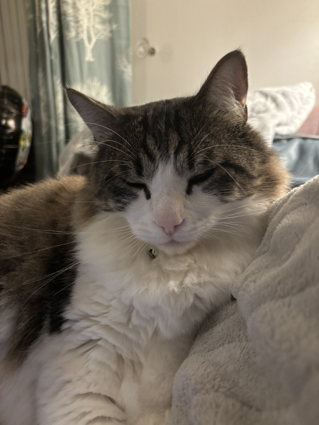 Maine coon cross cats