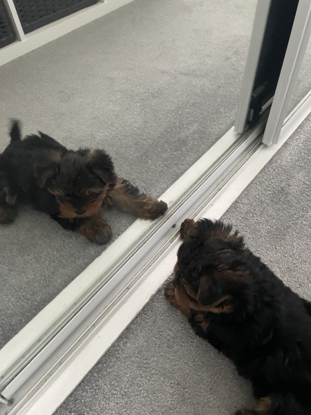 Puppy Survival Thread for New and Old Pups - here comes winter 2024