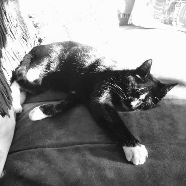 Black cat appreciation (pics please)