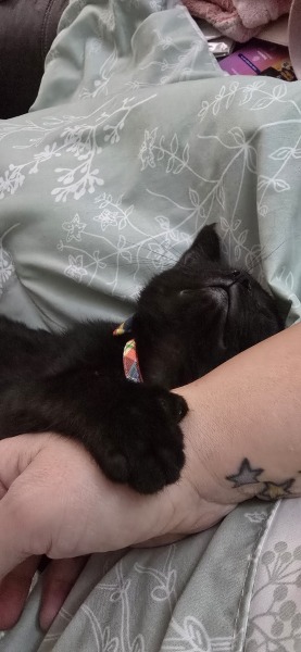 Black cat appreciation (pics please)