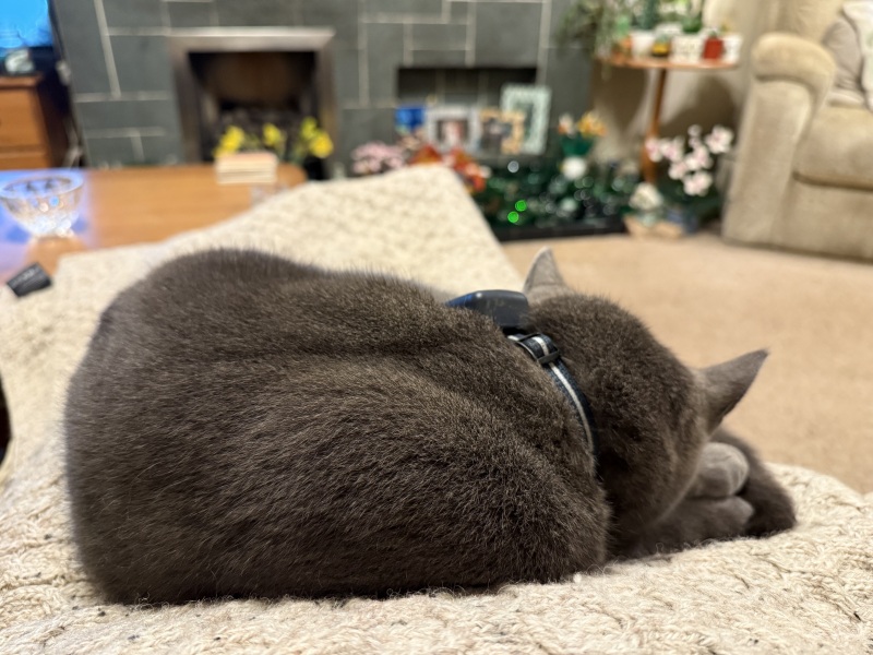 Ring Out, Wild Bells! As 2025 approaches, the Excellent Cats raise their game with a discussion on Tennyson's poetry