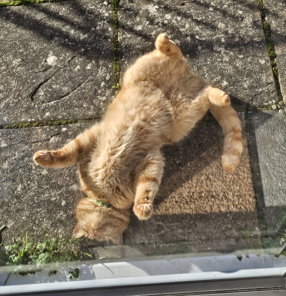 Lap dances, strippers and punch-ups - the Excellent Cats arrange a stag party