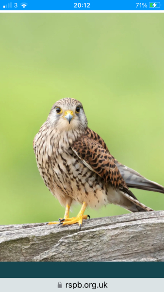 Help me identify these birds