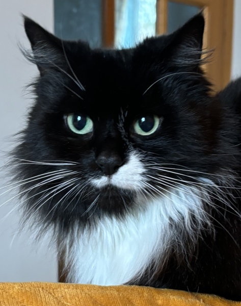 Any cat lovers know what breed of cat this might be or mix?
