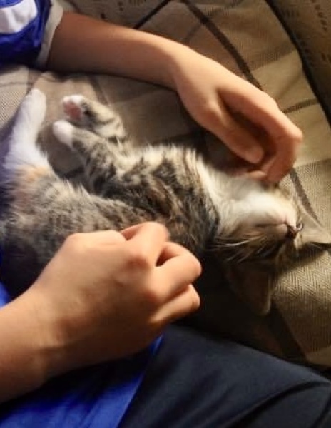 Help: Misogynistic New Cat!