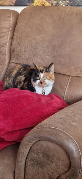 To ask me to show me your cat