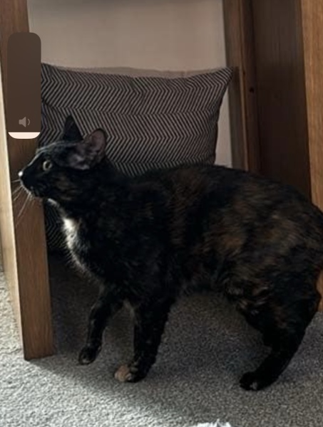 Adopted a cat!