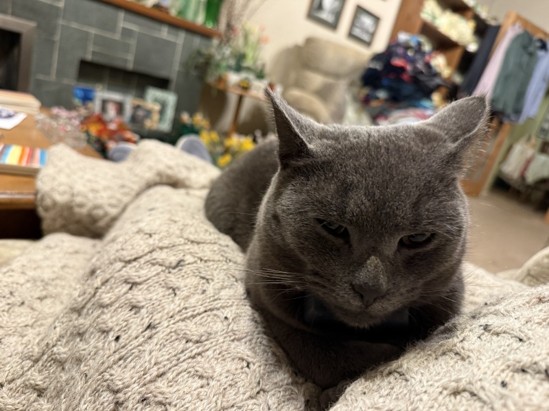 To ask me to show me your cat