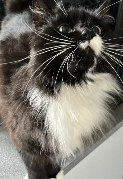 Any cat lovers know what breed of cat this might be or mix?