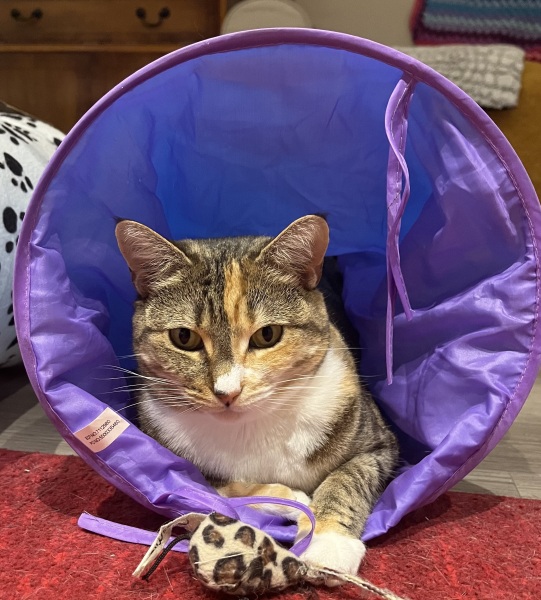 Anyone got a tortie?