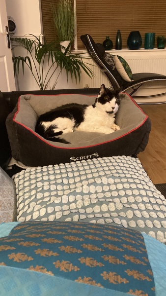 Black and white cats. (pics please!)