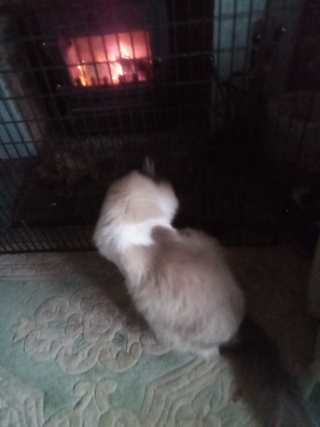 Ring Out, Wild Bells! As 2025 approaches, the Excellent Cats raise their game with a discussion on Tennyson's poetry