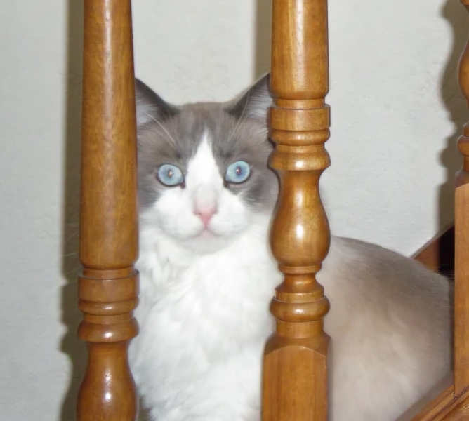 Lap dances, strippers and punch-ups - the Excellent Cats arrange a stag party