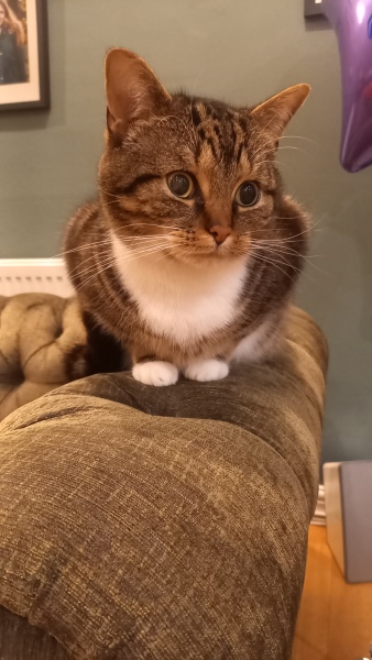 Cat won't wee in his tray!