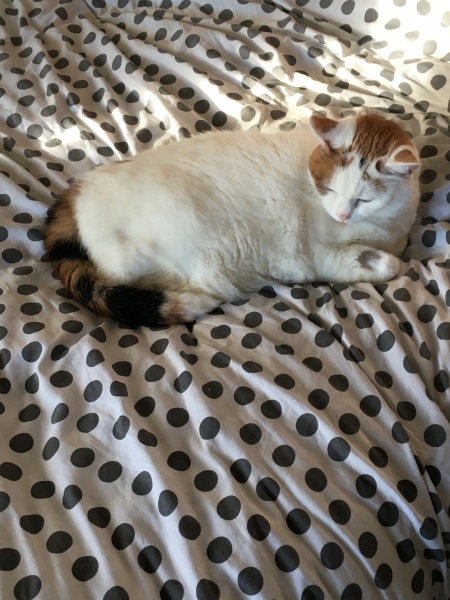 Ring Out, Wild Bells! As 2025 approaches, the Excellent Cats raise their game with a discussion on Tennyson's poetry