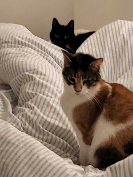 Lap dances, strippers and punch-ups - the Excellent Cats arrange a stag party